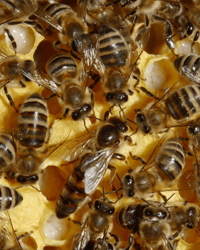 foto di ape regina di sottospecie carnica